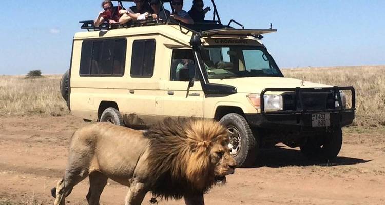 Leeuw die loopt in de buurt van een safarvoertuig in de vlaktes.