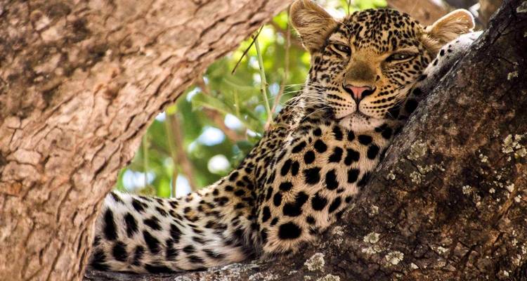 3 días el mejor safari - kilimanjaro habitas 10