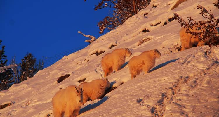 Best Value Aurora Viewing | Observation de la faune et de la flore du Yukon - Arctic Range Adventure 10