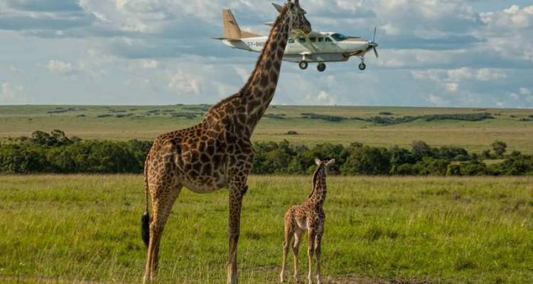 Giraffen in einem Grasland mit einem Flugzeug, das darüber fliegt.