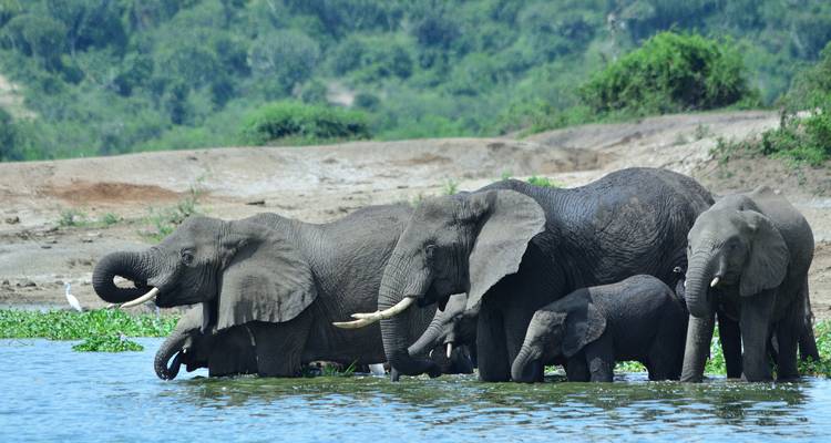 Excursion à Bangalore et Mysore avec safari à Nagarhole et Coonoor - Real viaggi india  3