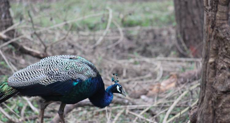 Excursion à Bangalore et Mysore avec safari à Nagarhole et Coonoor - Real viaggi india  4