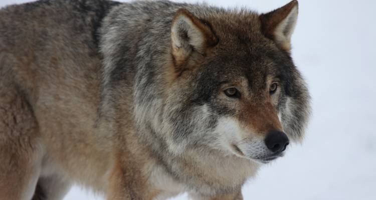 Expérience arctique à Tromsø et dans les îles Lofoten - V.O.S – Vision of Scandinavia 3