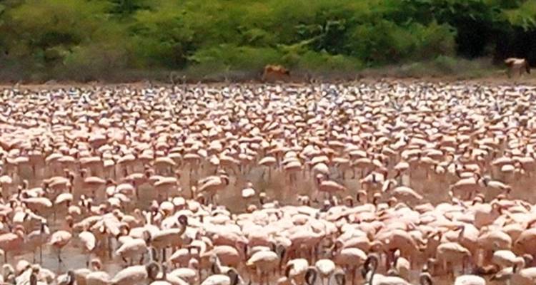Große Gruppe von Flamingos in einem flachen Gewässer.