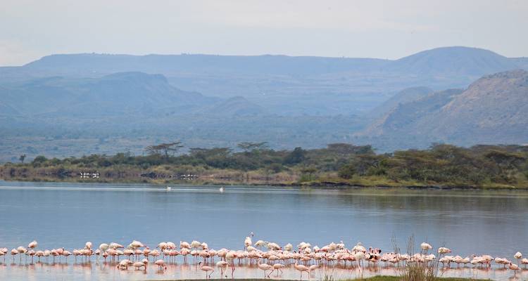 Fernblick auf Flamingos an einem See mit Bergen.