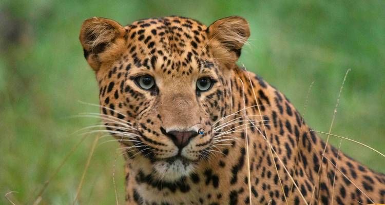 Close-up of a leopard in a grassy field.