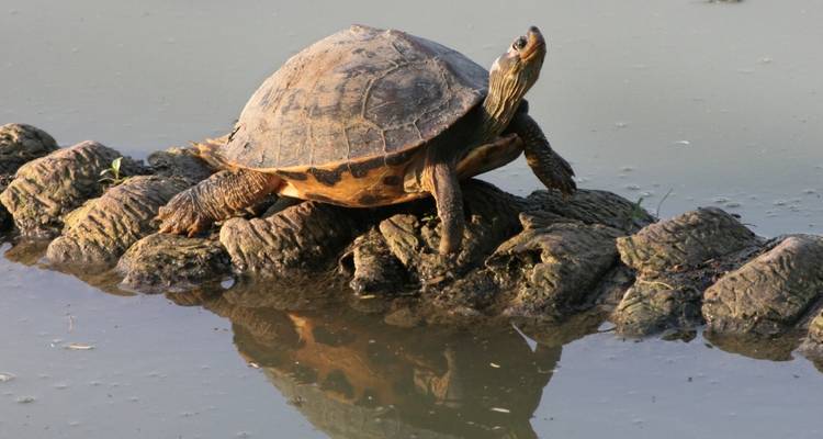 Turtle resting on a log in a pond.