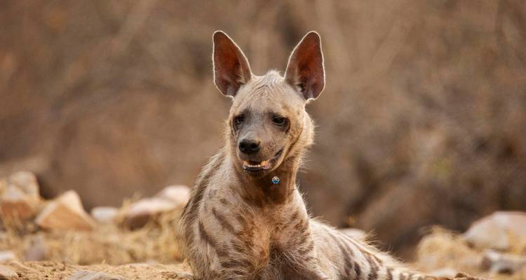 Striped hyena relaxing on dry ground.