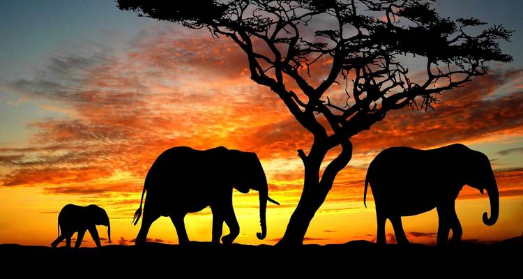 Safari de Clase 2 días Amboseli Sopa - Gracepatt Ecotours Kenya 8