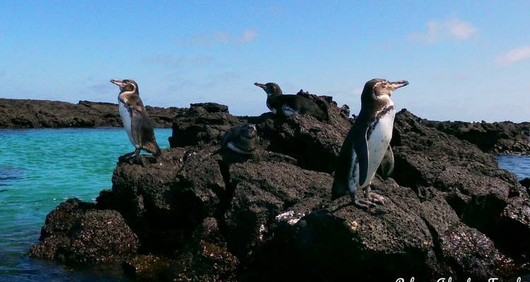Safari de lujo de 7 días por las Galápagos - Rebecca Adventure Travel 6