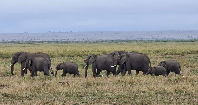 A herd of elephants walking through a grassy plain.