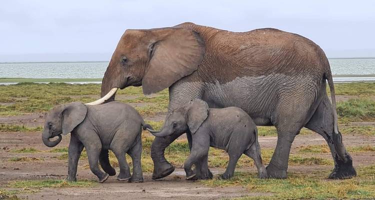 A mother elephant with two calves walking by a lake.
