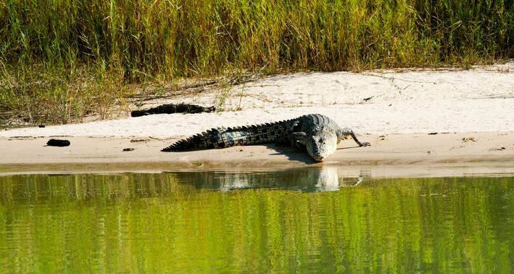 Half Day Jumping Crocodile Cruise from Darwin - Autopia Tours 10