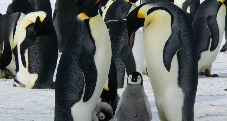 La experiencia Antártica Ultimate - En Busca del círculo, 12 días - Albatros Expeditions 1