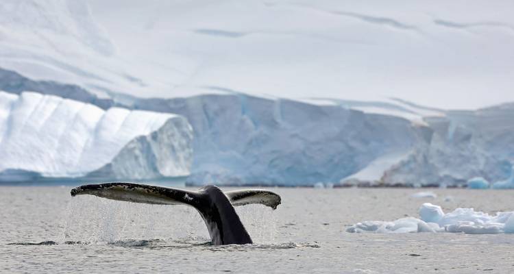La experiencia Antártica Ultimate - En Busca del círculo, 12 días - Albatros Expeditions 3