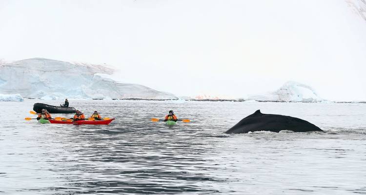 La experiencia Antártica Ultimate - En Busca del círculo, 12 días - Albatros Expeditions 10