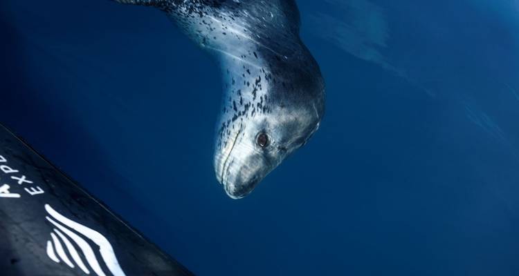 La experiencia Antártica Ultimate - En Busca del círculo, 12 días - Albatros Expeditions 2