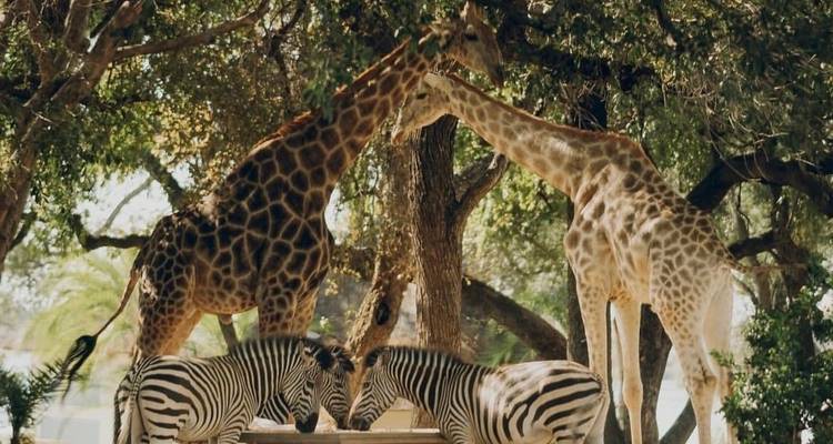 Route des jardins : Du Cap à Port Elizabeth - Local Safaris 3