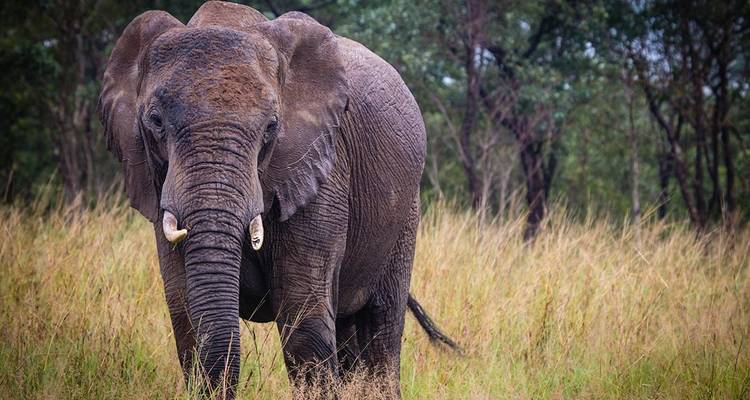 Route des jardins : Du Cap à Port Elizabeth - Local Safaris 8
