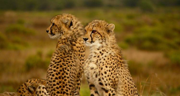 Alma de Tanzania: Safari de 8 días por Tanzania + Experiencia cultural - theKili-Guides 2