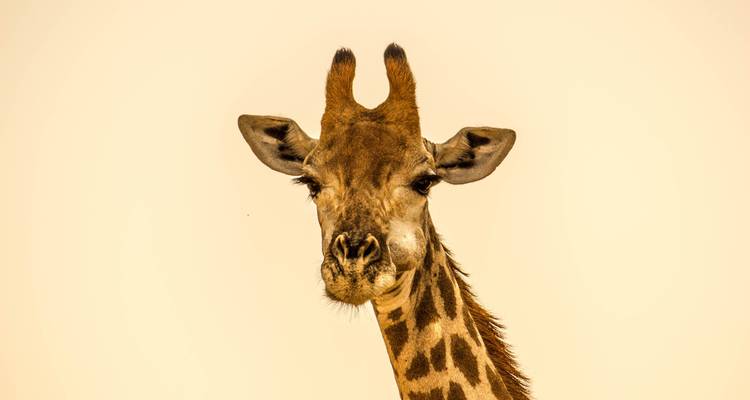 Alma de Tanzania: Safari de 8 días por Tanzania + Experiencia cultural - theKili-Guides 4
