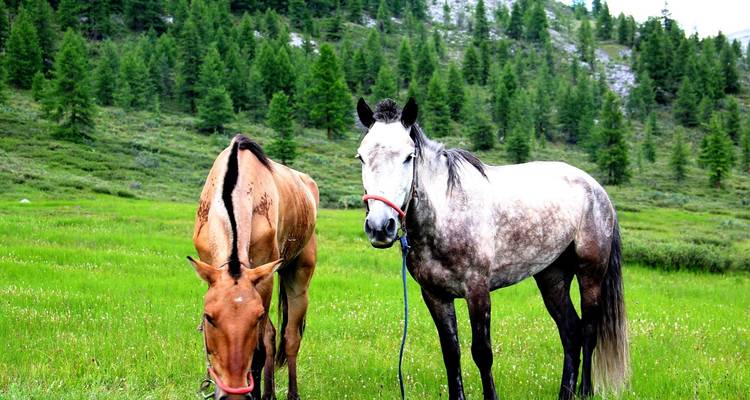 Randonnée à cheval dans la nature sauvage de Mongolie - Bumantour LLC 10