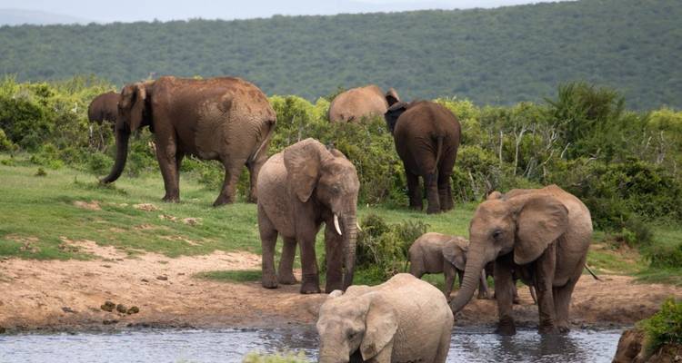 Ruta 62, ruta Jardín y safari Big - 5 7 días / 6 noches - confort - Across Africa Tours & Travel 1