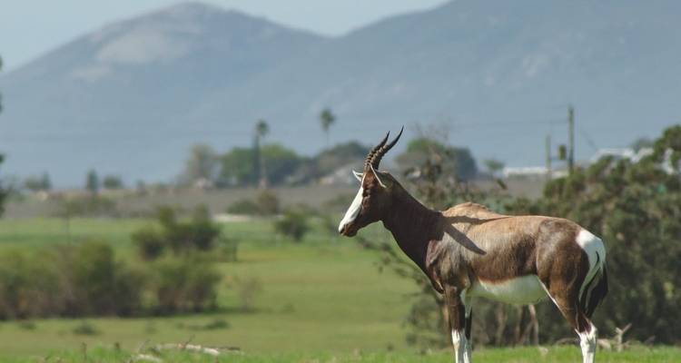 Ruta 62, ruta Jardín y safari Big - 5 7 días / 6 noches - confort - Across Africa Tours & Travel 2