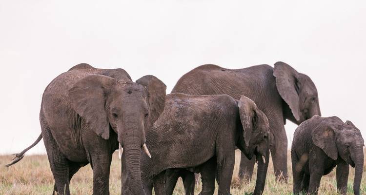 Ruta 62, ruta Jardín y safari Big - 5 7 días / 6 noches - confort - Across Africa Tours & Travel 8