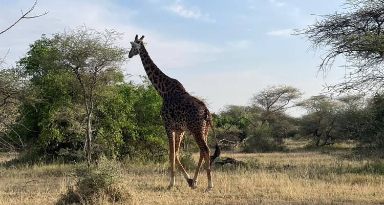 Du Arusha au Serengeti - 3 jours - Mountain Warriors Tour and Safaris 2