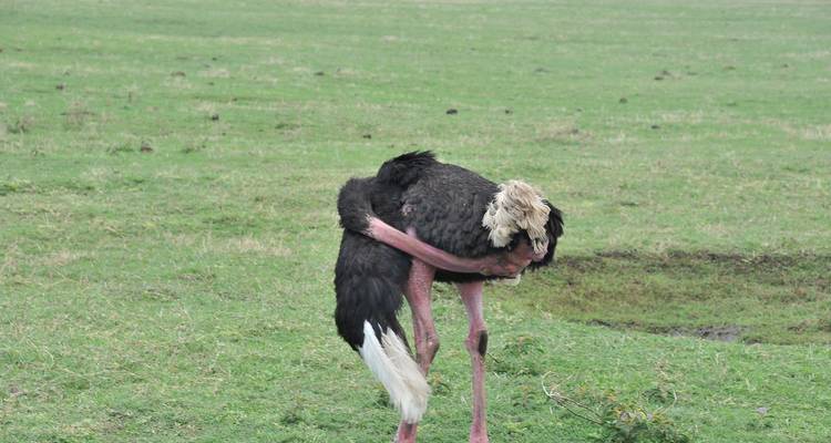 Du Arusha au Serengeti - 3 jours - Mountain Warriors Tour and Safaris 3