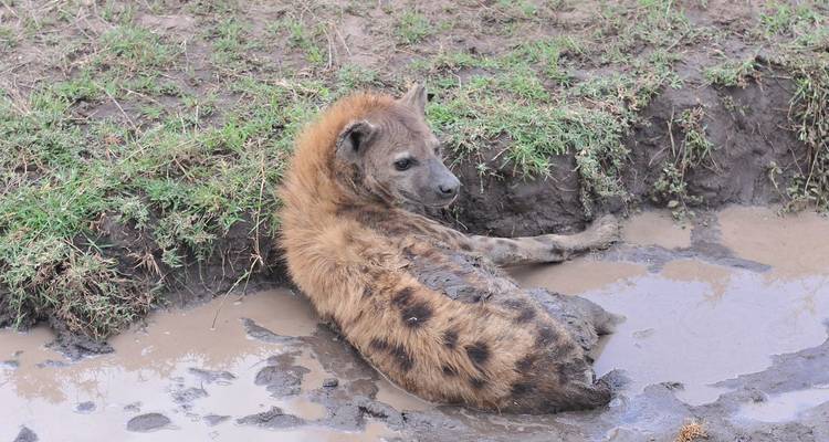 Du Arusha au Serengeti - 3 jours - Mountain Warriors Tour and Safaris 4