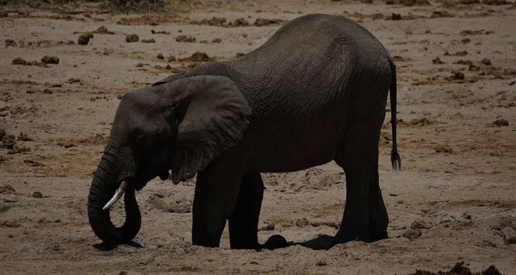 Expérience naturelle - 4 jours - Mountain Warriors Tour and Safaris 7