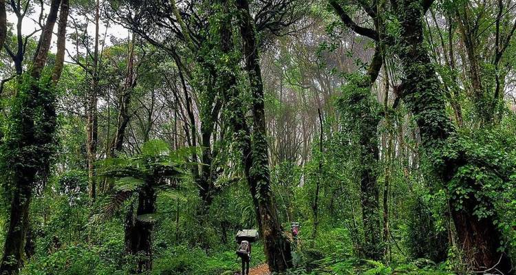 Trekking confortable à Marangu - 6 jours - Mountain Warriors Tour and Safaris 4