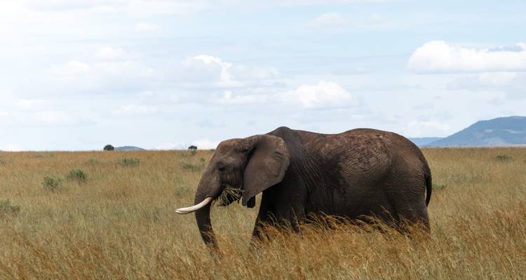 4 Days Masai Mara Big Five Safari - visit the most beautiful parks; Masai Mara national reserve at an affordable price - Africa Natural Tours 6