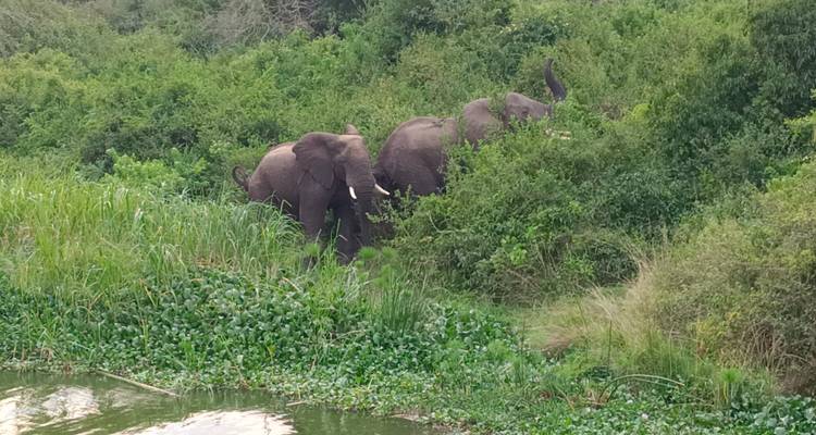 Gorille dans le brouillard - Holiday Destination Safaris 3