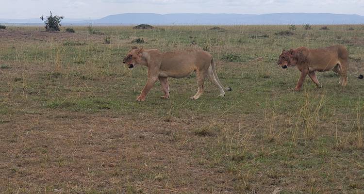Gorille dans le brouillard - Holiday Destination Safaris 6