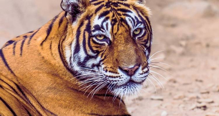 Circuit au Triangle d'Or avec Ranthambore et Varanasi - Delhi, Agra, Jaipur, Ranthambore et Varanasi - 8 jours - Wonderful Holidays 9