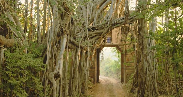 Circuit au Triangle d'Or avec Ranthambore et Varanasi - Delhi, Agra, Jaipur, Ranthambore et Varanasi - 8 jours - Wonderful Holidays 7