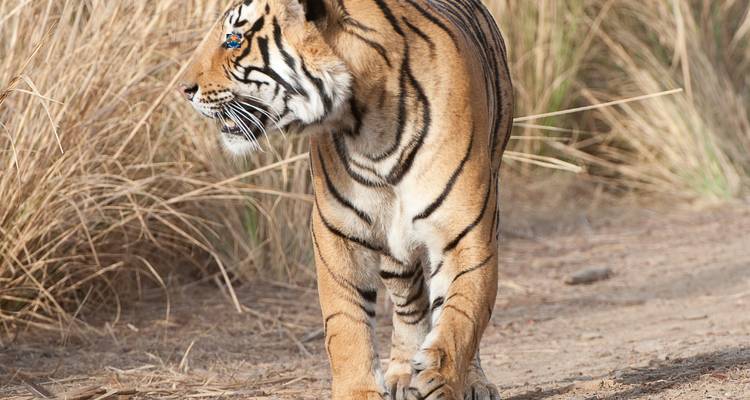Circuit au Triangle d'Or avec Ranthambore et Varanasi - Delhi, Agra, Jaipur, Ranthambore et Varanasi - 8 jours - Wonderful Holidays 1