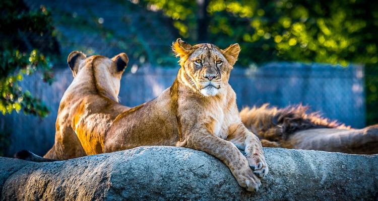 El mejor safari de 5 días con los Cinco Grandes en Masai Mara, Kenia, a un precio razonable - Africa Natural Tours 1