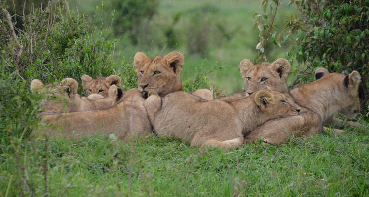El mejor safari de 5 días con los Cinco Grandes en Masai Mara, Kenia, a un precio razonable - Africa Natural Tours 2