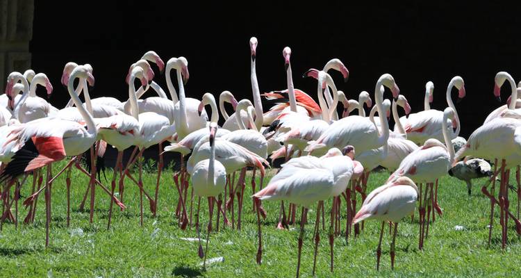 El mejor safari de 5 días con los Cinco Grandes en Masai Mara, Kenia, a un precio razonable - Africa Natural Tours 7