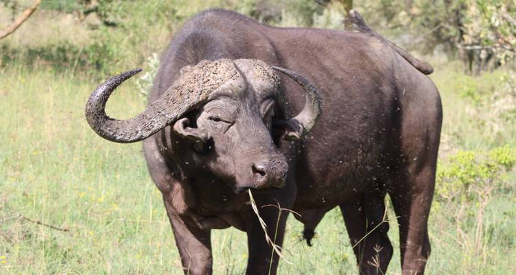 El mejor safari de 5 días con los Cinco Grandes en Masai Mara, Kenia, a un precio razonable - Africa Natural Tours 8