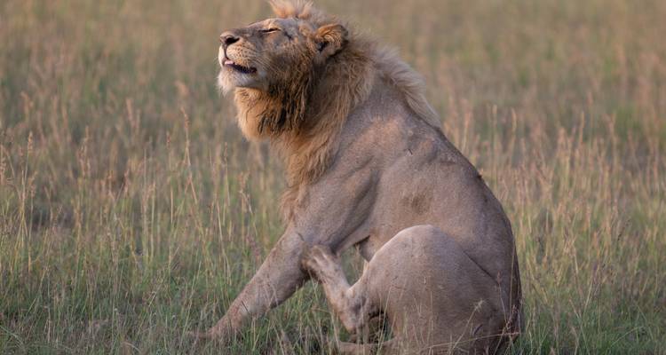 Safari de 2 días por el Serengeti desde Mwanza a un precio razonable - Africa Natural Tours 3