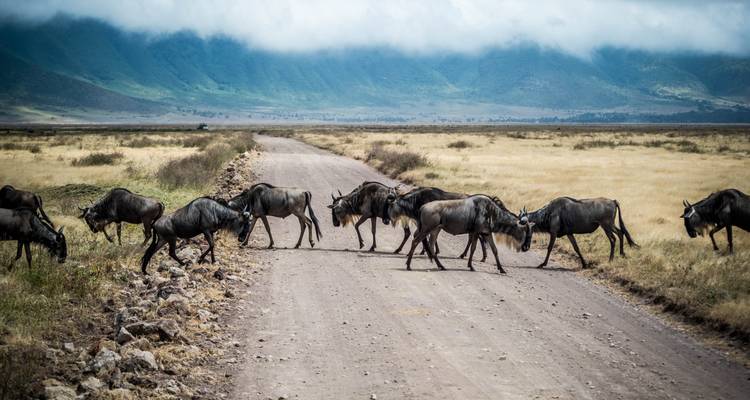 Join Our Exclusive 5-Day Serengeti Migration Safari with affordable price. - Africa Natural Tours 1