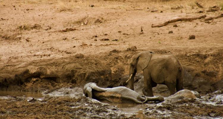 Join Our Exclusive 5-Day Serengeti Migration Safari with affordable price. - Africa Natural Tours 2