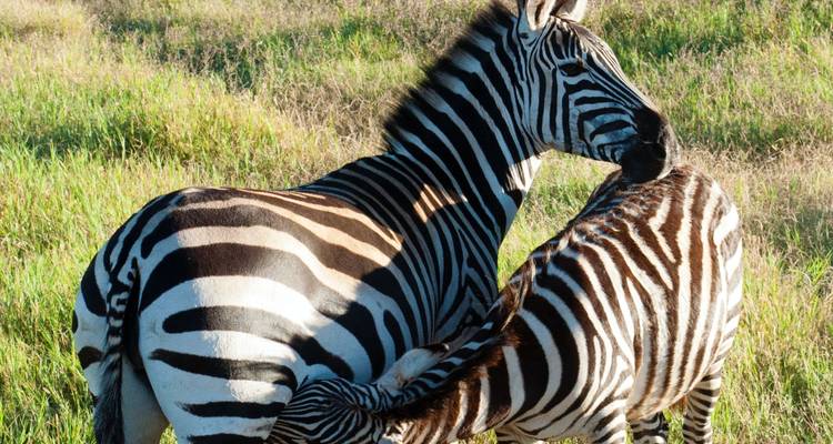 Join Our Exclusive 5-Day Serengeti Migration Safari with affordable price. - Africa Natural Tours 3