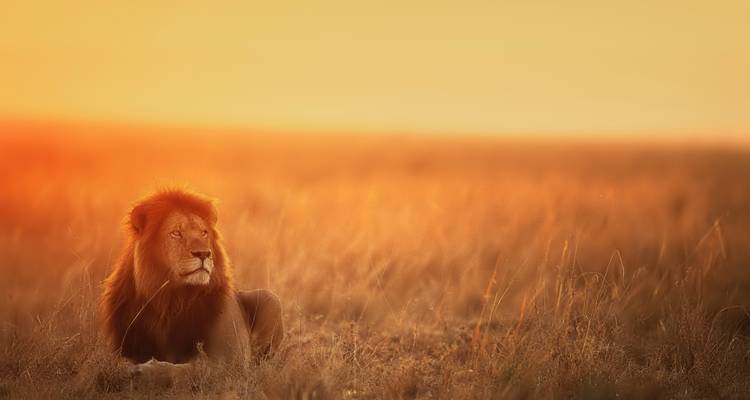 Join Our Exclusive 5-Day Serengeti Migration Safari with affordable price. - Africa Natural Tours 6