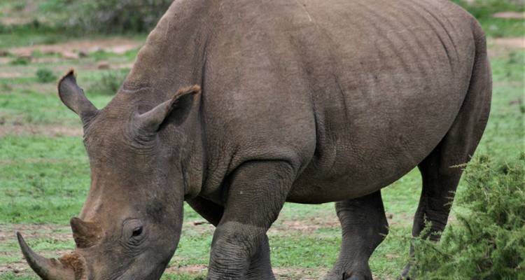 Safari privado de 2 días a Masai Mara en Kenia a un precio razonable - Africa Natural Tours 3